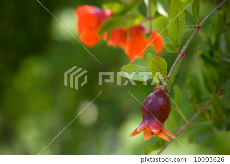 Young small pomegranate Young small pomegranate 10093626