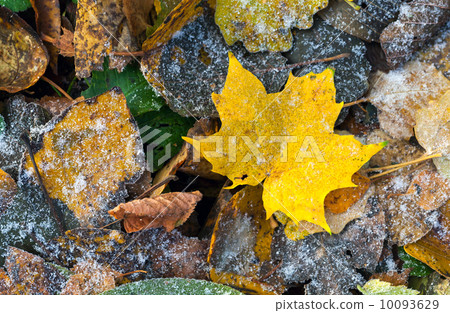 Bright autumn leaves with frost Bright autumn leaves with frost 10093629