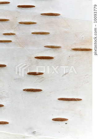 Birch bark closeup photo texture 10093779
