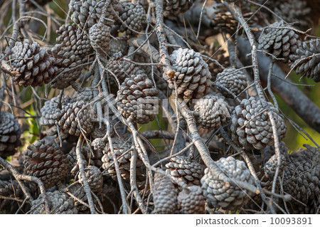 A lot of dry pine tree cones on branches A lot of dry pine tree cones on branches 10093891