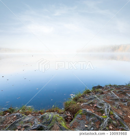 Natural landscape with tree roots on still lake coast in cold autumnal foggy morning 10093988