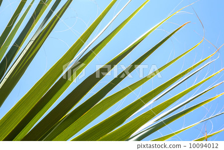 Closeup photo of fresh green palm leaves with fibers in the sunshine above bright blue sky. 10094012