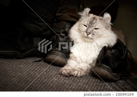 White cat drowsing on the carpet between shoes White cat drowsing on the carpet between shoes 10094104