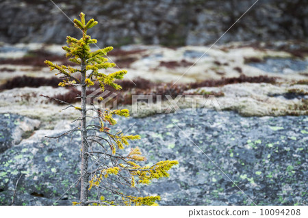 Small green fir tree growing on coastal stones in Norway 10094208