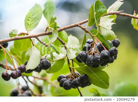 Chokeberry on the branch. Photo with selective focus Chokeberry on the branch. Photo with selective focus 10094279