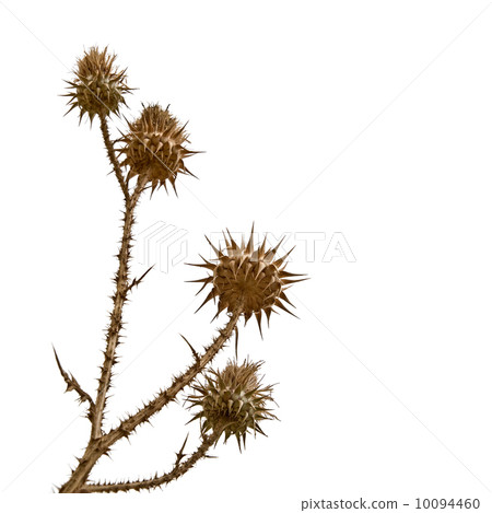 dry bur flower 10094460