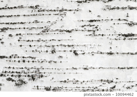 Closeup texture of white birch tree bark 10094462