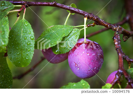 Ripe red plums on the branch with dew droplets 10094576