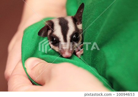 The sugar glider (Petaurus breviceps) sleeps in green vets unifo 10094653