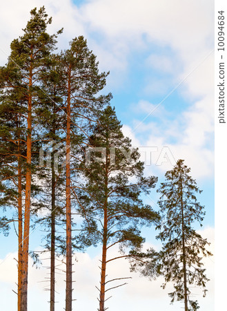 Pine trees and fir in the forest above cloudy sky Pine trees and fir in the forest above cloudy sky 10094684