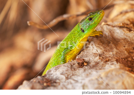 Green lizard sit on red dry stones Green lizard sit on red dry stones 10094894