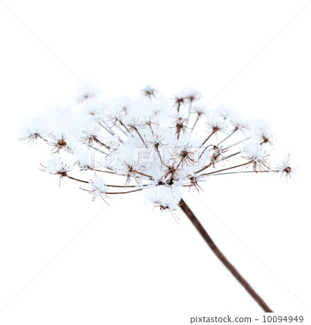 Frozen umbrella flowers with snow on white background Frozen umbrella flowers with snow on white background 10094949