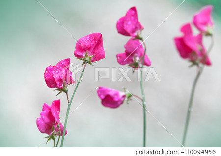 Pink sweet pea flowers (Lathyrus odoratus) above blurred background 10094956