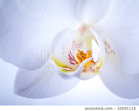 Phalaenopsis. White orchid flower macro with water drops and light blue soft light 10095118