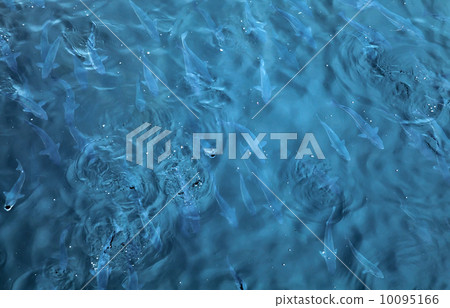 Flock of fish in sea water Flock of fish in sea water 10095166