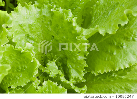 Fresh bright green lettuce leaves closeup photo 10095247