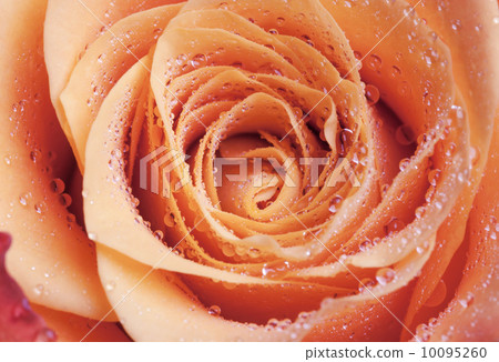 Red and orange rose flower close-up photo with shallow depth of field 10095260