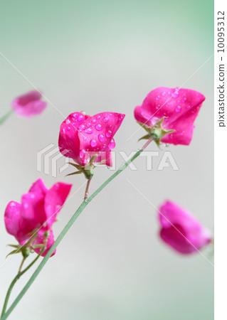Pink sweet pea flowers (Lathyrus odoratus) above blurred green background 10095312