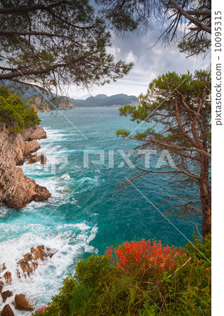 Coastal landscape. Red flowers and pine trees grow on the rocks. 10095315
