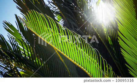 Fresh green palm leaves in the sunshine with sunbeam. Selective Fresh green palm leaves in the sunshine with sunbeam. Selective 10095316