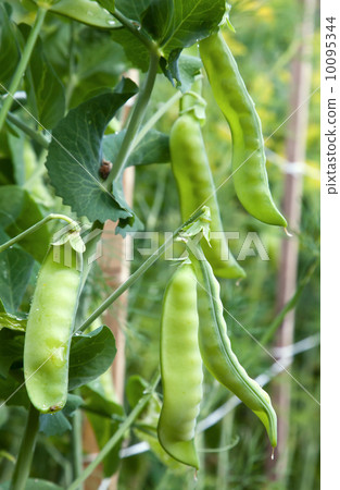 Green sweet young peas growing on the farm Green sweet young peas growing on the farm 10095344