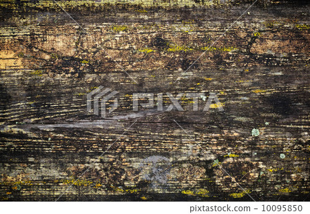 Grunge wet wooden surface background texture with cracked paint and lichen 10095850