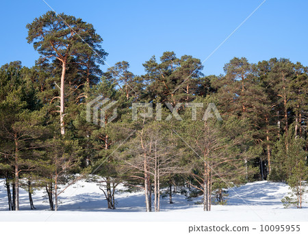 Evergreen pine trees in frozen winter forest. Karelia, Russia 10095955