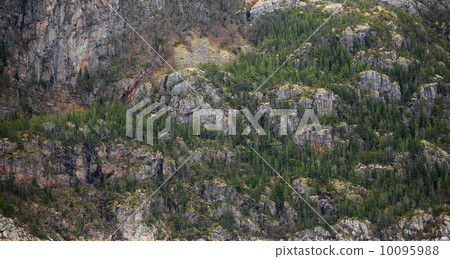 Small trees and moss grow on coastal rock in spring 10095988