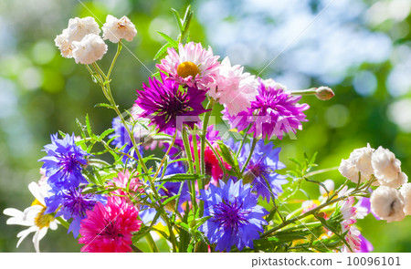 Colorful summer wild flowers bouquet in the sunshine 10096101