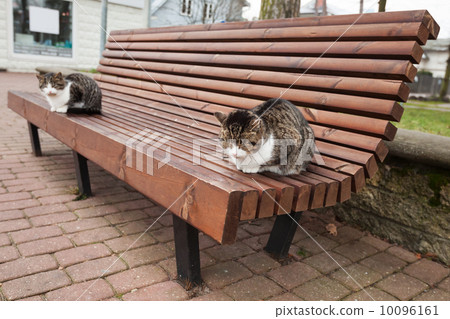 Two street cats sit on the wooden bench in park Two street cats sit on the wooden bench in park 10096161