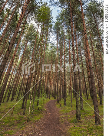 Dark lane in the pine tree forest 10096318