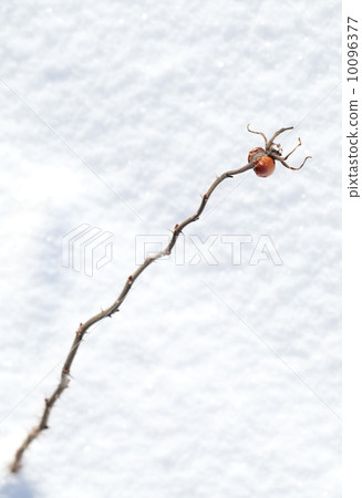 Frozen red rosehip berry on dry branch if front of snowbound 10096377
