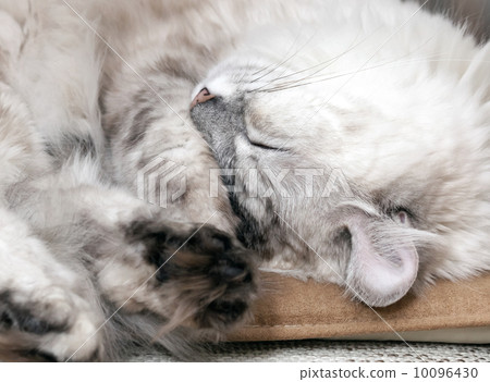White lazy cat drowsing on the chair White lazy cat drowsing on the chair 10096430