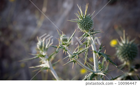 Summer composition with dry bur flower Summer composition with dry bur flower 10096447