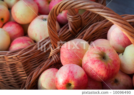 Red and yellow apples lay in the baskets, autumn garden harvest Red and yellow apples lay in the baskets, autumn garden harvest 10096490