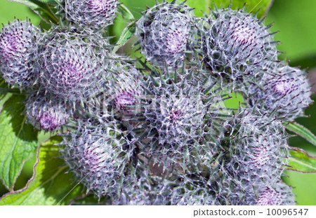 Wild burdock close-up photo 10096547