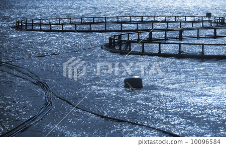 Round cages of fish farm for salmon growing in Norway 10096584