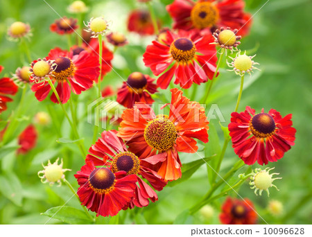 Bright red helenium flowers Bright red helenium flowers 10096628