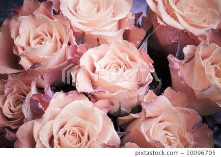 Bouquet of wet pink roses flowers macro photo 10096705