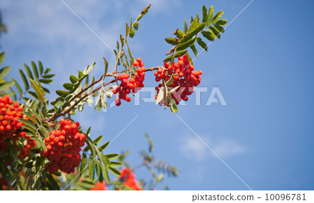 Branch of a rowan-tree with bright red berries against the blue sky 10096781