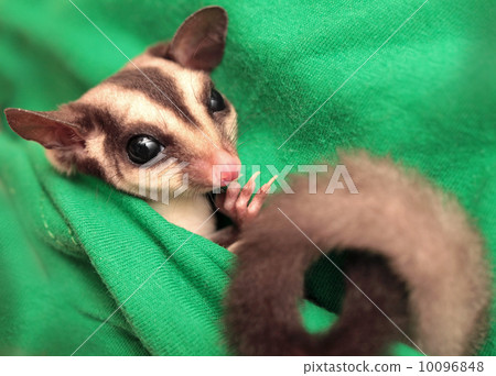 The sugar glider (Petaurus breviceps) on green fabric. Small, omnivorous, arboreal gliding possum The sugar glider (Petaurus breviceps) on green fabric. Small, omnivorous, arboreal gliding possum 10096848