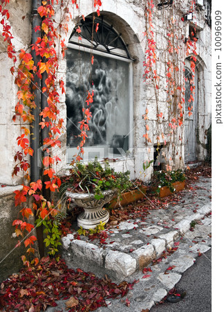 Autumnal red leaves Autumnal red leaves 10096909