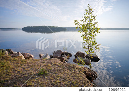 Little birch tree on the coast of Saimaa lake, Karelia, Finland 10096911