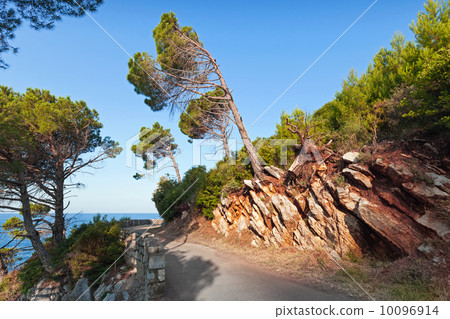 Coastal road with pine trees growing on mountains Coastal road with pine trees growing on mountains 10096914