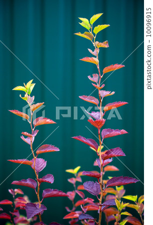 Bright autumnal colorful leaves on dark green background 10096915