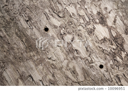 Old wooden trunk surface with bark beetle holes. Background macr Old wooden trunk surface with bark beetle holes. Background macr 10096951
