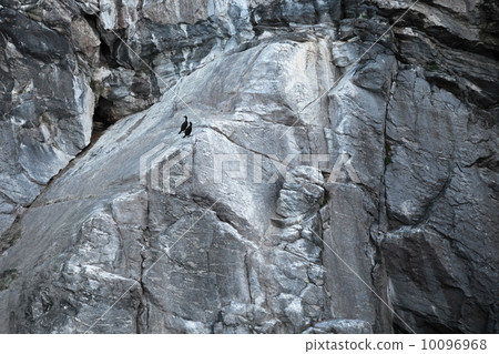Two black European Shags sit on the Norwegian coastal rock 10096968