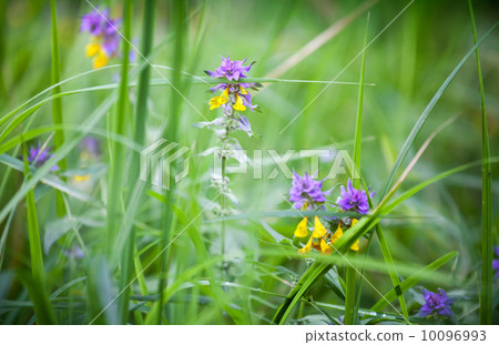 Bright yellow and blue flowers in the European forest Bright yellow and blue flowers in the European forest 10096993