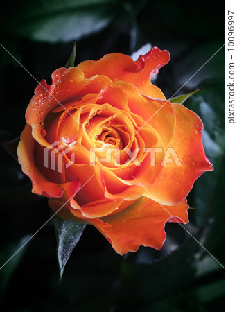 Orange and red rose flower with water drops Orange and red rose flower with water drops 10096997