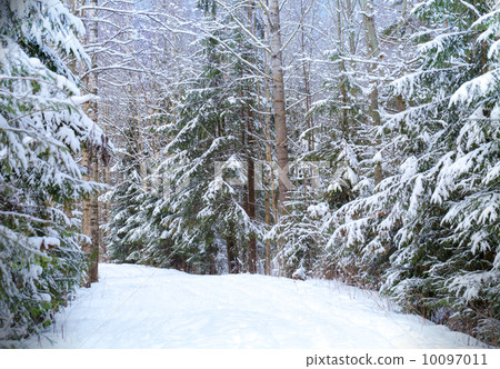 Nature background, beautiful snowy road in cold winter forest Nature background, beautiful snowy road in cold winter forest 10097011
